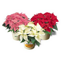 Mini Poinsettias